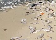 Kurang Pasokan Es Untuk Pembekuan, Nelayan Masalembu Membuang Hasil Tangkapan