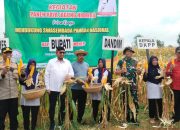 Panen Raya Jagung Hibrida di Kabupaten Sumenep, Bupati dan Kepala Dinas DKPP Sambut Hasil Melimpah