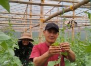 Tanpa Bantuan Pemerintah, Herman Sukses Budidaya Melon dalam Greenhouse Sederhana