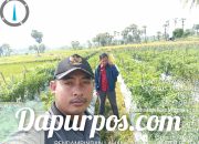 Poktandes Sumber Prima Lebbeng Barat Dapat Kunjungan dari BPP Pasongsongan