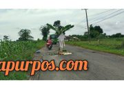 Warga Guluk-Guluk Tanam Pisang di Jalan Berlubang, Protes Kerusakan Jalan yang Tak Kunjung Diperbaiki