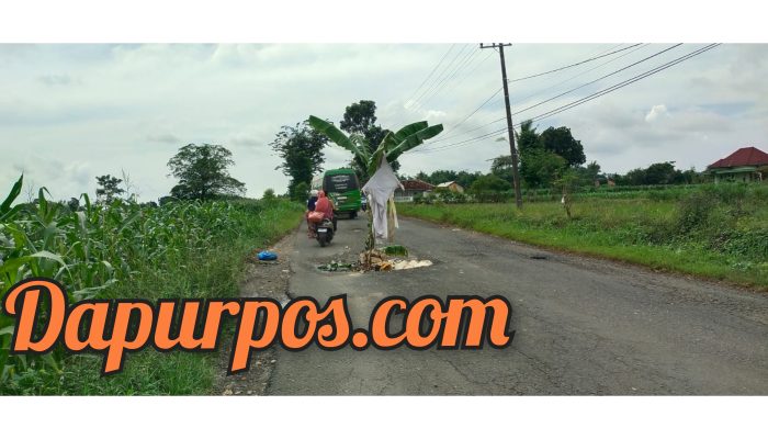 Warga Guluk-Guluk Tanam Pisang di Jalan Berlubang, Protes Kerusakan Jalan yang Tak Kunjung Diperbaiki