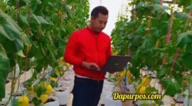 Foto : Rama Ramadlan ketika sedang mengecek tanaman melon