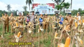 Foto : Wabup Sumenep KH. Imam Hasim beserta Dandim 0827 dan Kapolres Sumenep secara simbolis melakukan petik jagung di Desa Ellak Daya Kec. Lenteng Sumenep