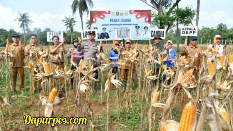 Foto : Wabup Sumenep KH. Imam Hasim beserta Dandim 0827 dan Kapolres Sumenep secara simbolis melakukan petik jagung di Desa Ellak Daya Kec. Lenteng Sumenep