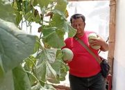 Sensasi Petik Sendiri! Agrowisata Melon Premium di Kebundadap Timur Saronggi Jadi Destinasi Baru Pecinta Buah Segar