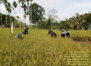 Petani Guluk-Guluk Sukses Panen Padi IP 300 Varietas Mapan 05, Hasil Melimpah