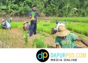 Pemuda Pasongsongan Bangkitkan Semangat Bertani: Masyuni Ramadhan Ajak Generasi Muda Turun ke Sawah Bangun Negeri